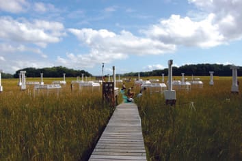 Plant community feedbacks and long-term ecosystem responses to multi-factored global change