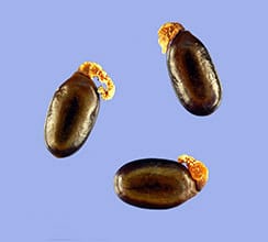 Seed dormancy and parasitic plants – this week in Annals of Botany