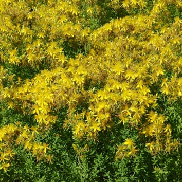 Reproduction and invasiveness in St. John’s wort