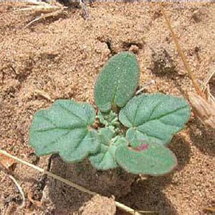 Different responses of ephemerals and annuals to nitrogen