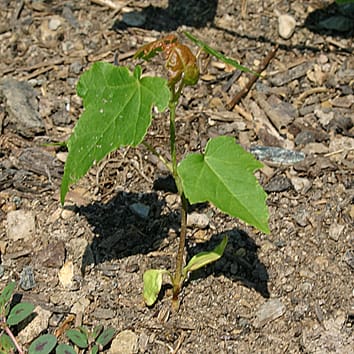 Limited plasticity in functional root traits of maple and oak