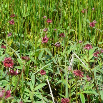 Outcrossing rate of clonal Comarum palustre