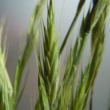 Cold hardiness of Brachypodium distachyon accessions