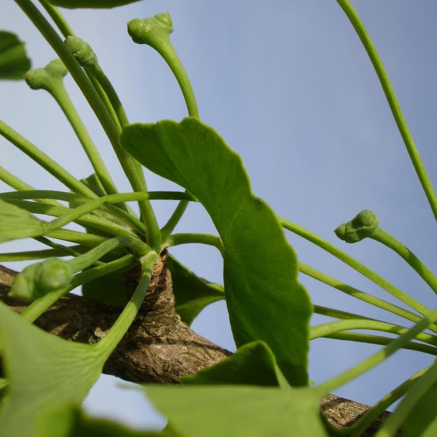 Ginkgo biloba