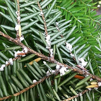 Biomechanical responses of hemlock to herbivory