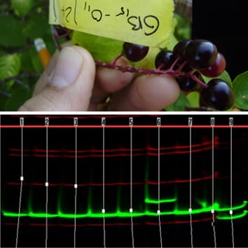 Mating dynamics in Prunus virginiana