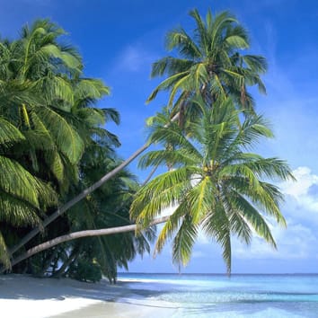 Lagoons, coral atolls and coconut palm dispersal (Viewpoint)