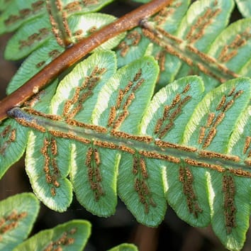 Trends and concepts in fern classification (Invited Review)