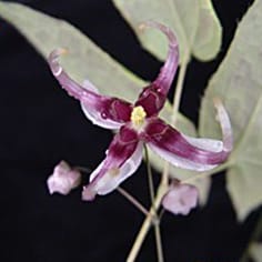 AP1/SEP/AGL6 MADs-box genes in a basal eudicot