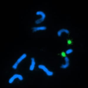 Combining FISH and chromosome modelling in Typhonium