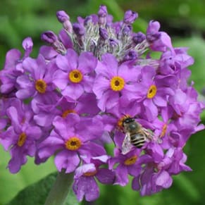 Unidirectional hybridization in heterostylous primroses