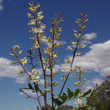 Maintenance of species cohesion despite ongoing hybridization