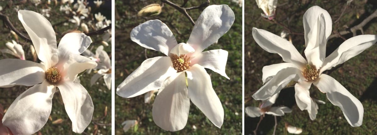 Magnolia flowers