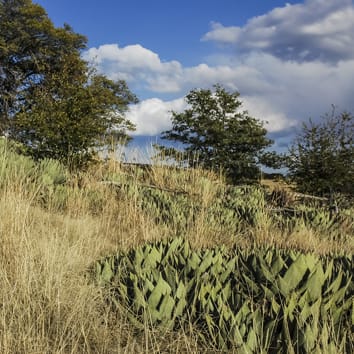 Genetic and morphological signature of ancient Agave cultivation