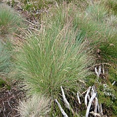 Ongoing gene flow among Australian alpine Poa