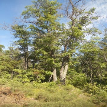 Selection on a CONSTANS-like gene between two red oaks