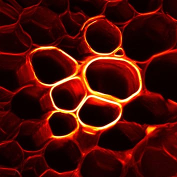 Special Issue on Plant Cell Walls – Free Online