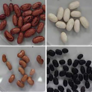 Ureide accumulation and drought inhibition of N2fixation