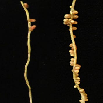 Strigolactones, brassinosteroids and autoregulation of nodulation