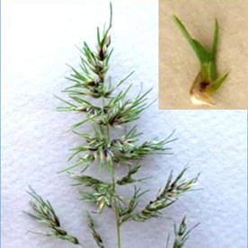 Variation of flowering and pseudovivipary in Poa