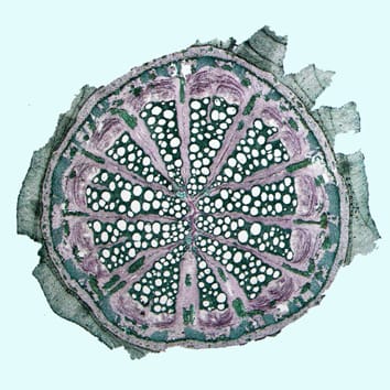 Stem anatomy and growth forms in perianth-bearing Piperales