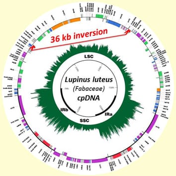Novel lineage-specific inversion and legume plastome evolution