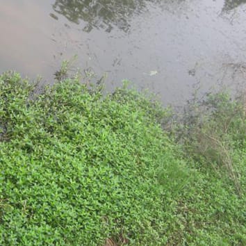 Effects of submergence and de-submergence on a clonal plant