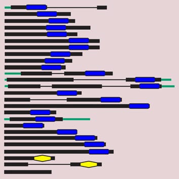 Phylogeny of OVATE family proteins in land plants