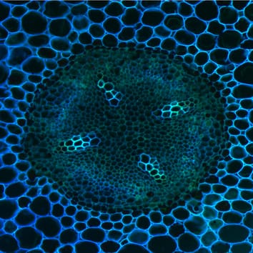 Asymmetric cell divisions in plant development