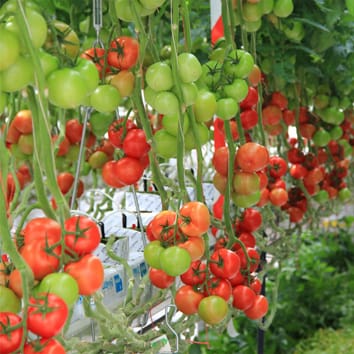 Diffuse light and increased yield in tomato