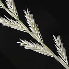 Bacteria and seed dormancy, nitrogen acquisition in grass species and the cellular basis of salt tolerance in halophytes – what’s new in Annals of Botany this week.