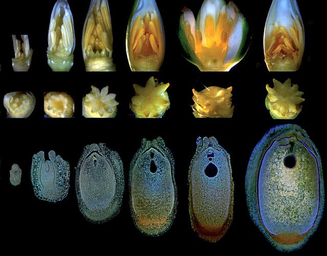 Making water lily flowers and tomatoes – this week in Annals of Botany