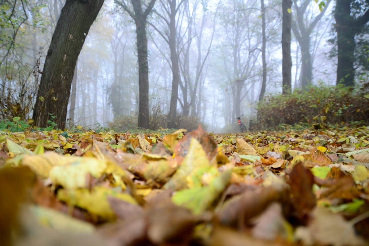 Beech wood and leaves