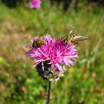 Pollination, flower size variation and floral symmetry