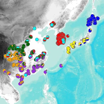 Past climate change and population structure of Miscanthus