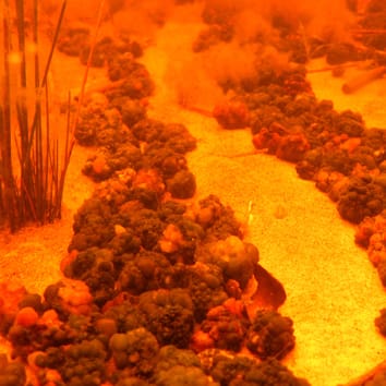 Ecophysiology of Nostoc colonies (Invited Review)