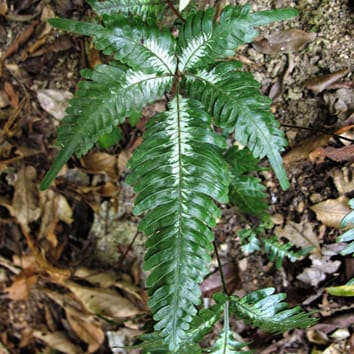 Worldwide phylogeny and biogeography of Pteris