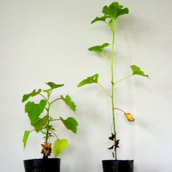 Stem extension and mechanical stability in Xanthium