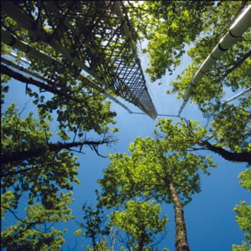 CO2 stimulation of photosynthesis in Liquidambar styraciflua is not sustained during a 12-year field experiment