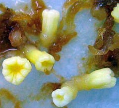 Effect of light on anatomical and biochemical aspects of hybrid larch embryos