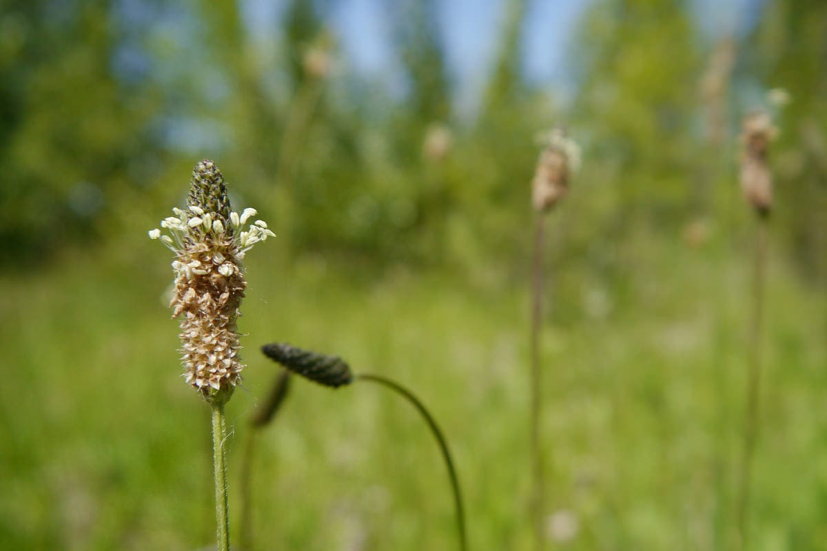 Plantago lanceolata