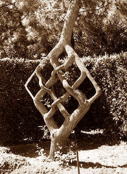 Image: Richard Reames/Wikimedia Commons, www.arborsmith.com.