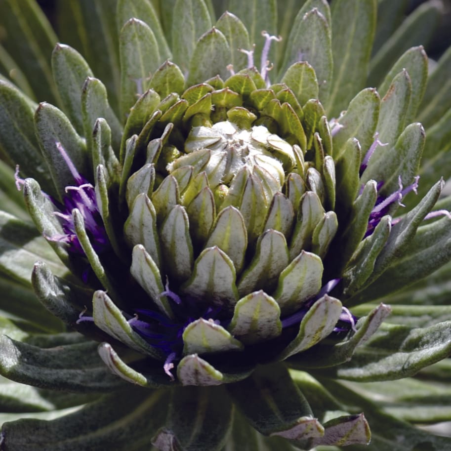 Trichomes related to an unusual method of water retention and protection of the stem apex in an arid zone perennial species