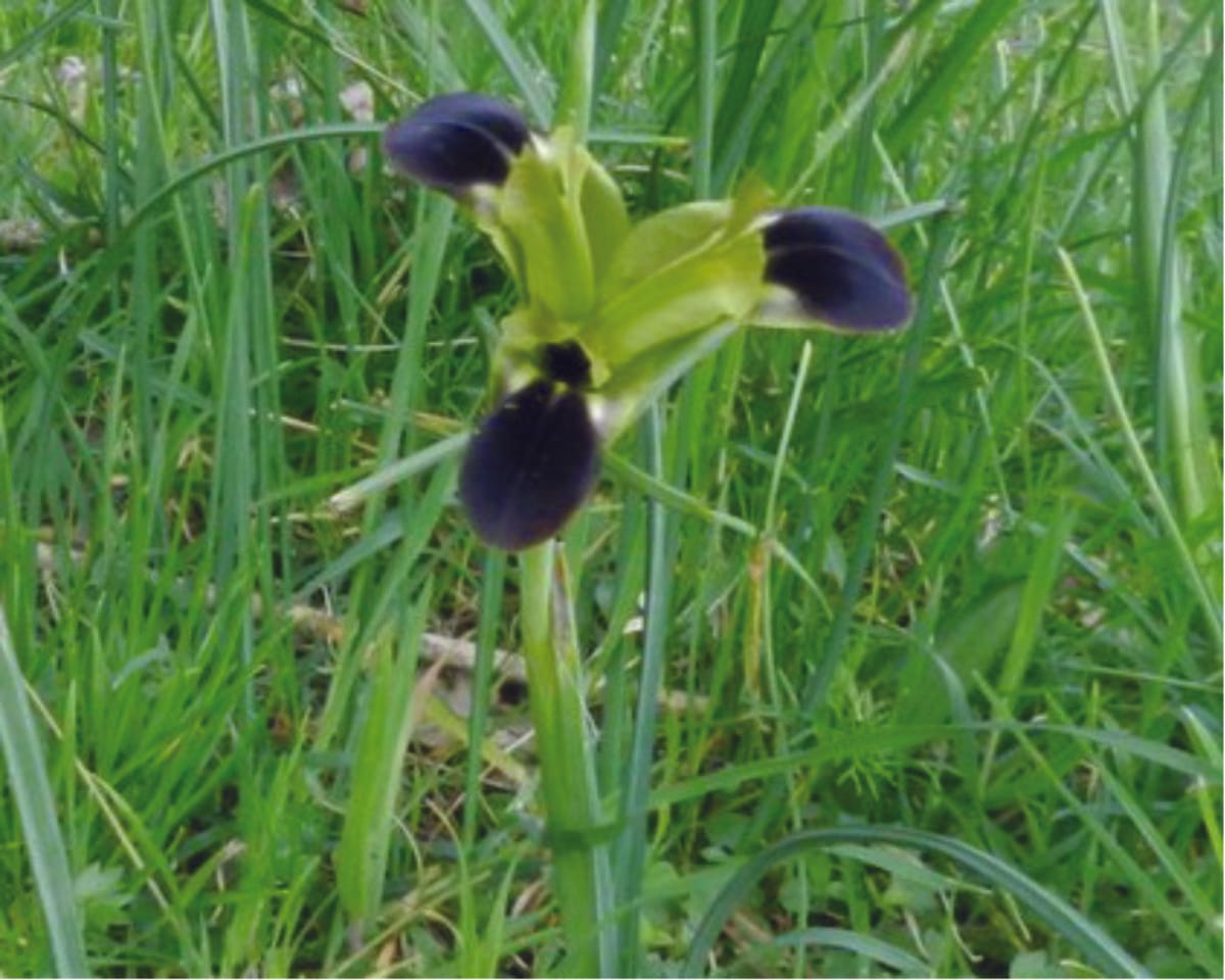 Pollinator limitation on reproductive success in Iris tuberosa