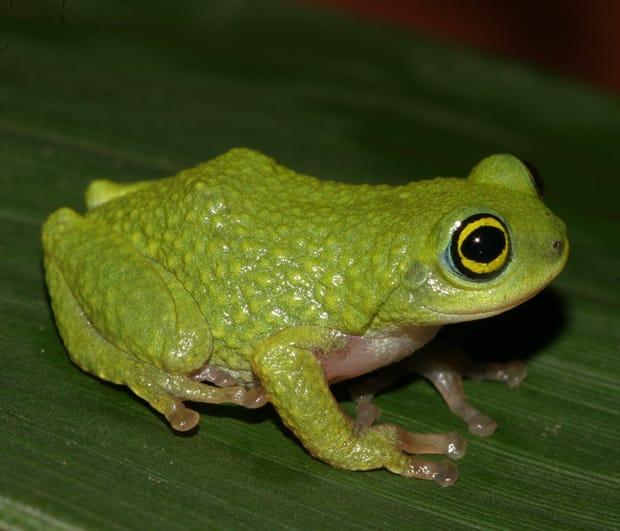 Image: David Raju, India Biodiversity Portal, http://indiabiodiversity.org. [http://indiabiodiversity.org/species/show/28371]