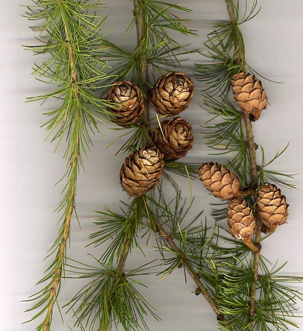 Image: Wikimedia Commons.