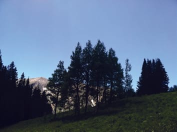 A mutualistic endophyte alters the niche dimensions of its host plant