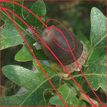 Stress tolerance of recalcitrant embryonic axes of Quercus