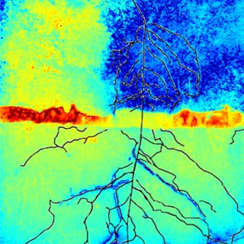 Multi-imaging approach to study the root–soil interface