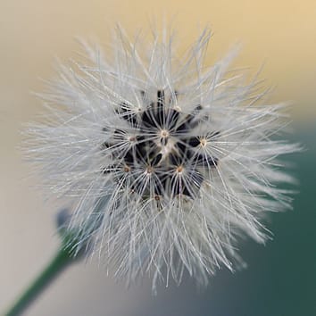 Genetic linkage maps for apomictic Hieracium species